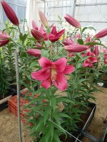 [5562 PO65 Carbonero No01.JPG]